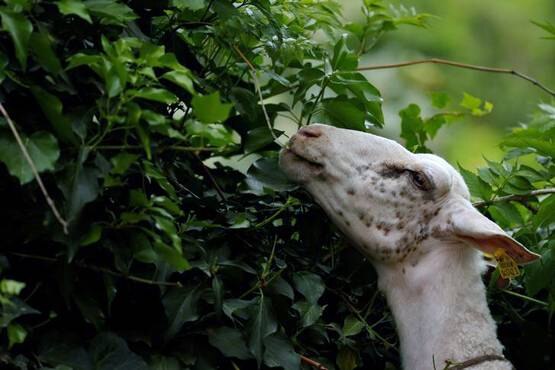 બકરીના માલિકે પોલીસને જણાવ્યું કે, ચોરીની શંકા જવા પર કેટલાક પાડોશીઓની સાથે ચોરને પકડવા માટે તે ઘટના સ્થળે પહોંચ્યા જ્યા યુવકની આ હરકતનો ખુલાસો થયો.