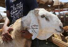 યુવકે બકરી સાથે કર્યો રેપ, પકડાઈ ગયો તો આપ્યું આવું કારણ, જાણીનો તમે પણ ચોંકી જશો