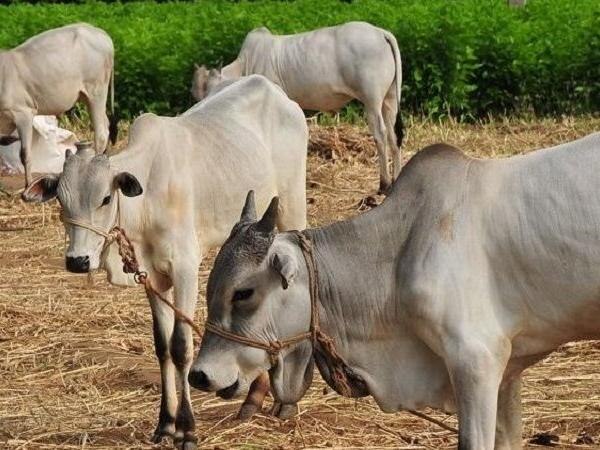 In Uttar Pradesh 7 govt doctors engaged to take care of Fatehpur DM’s sick cow UP News: সকাল-সন্ধে চেকআপ, রোজের রিপোর্ট, জেলাশাসকের অসুস্থ গরুর দেখভালে মোতায়েন ৭ চিকিৎসক