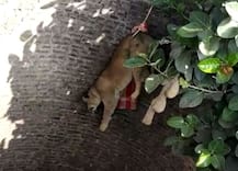 વિસાવદરના નાની મોણપરી ગામમાં ખુલ્લા કુવામાં ખાબકેલી સિંહણનું કરાયું રેસ્ક્યૂ, જુઓ તસવીરો