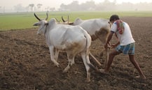 RBIએ વ્યાજ દરમાં ઘટાડો કરવાની સાથે ખેડૂતો માટે શું કરી મોટી જાહેરાત, જાણો વિગત