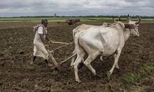 RBIએ વ્યાજ દરમાં ઘટાડો કરવાની સાથે ખેડૂતો માટે શું કરી મોટી જાહેરાત, જાણો વિગત