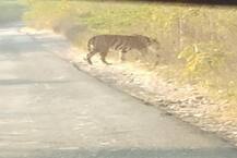 ગુજરાતમાં કઈ જગ્યાએ જોવા મળ્યો વાઘ, જાણો વિગતે