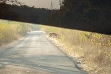 ગુજરાતમાં કઈ જગ્યાએ જોવા મળ્યો વાઘ, જાણો વિગતે