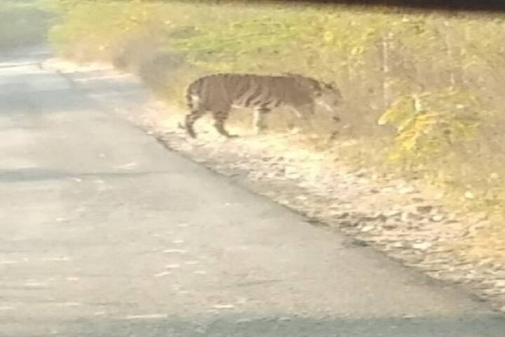 મળતી માહિતી પ્રમાણે એક શિક્ષક મહિસાગર જીલ્લાના લુણાવાડા તાલુકાના ગઢ ગામ નજીક પાંગળી માતા ગામ પાસેથી પસાર થઈ રહ્યા હતા, ત્યારે રસ્તામાં તેમણે વાઘને રોડ ક્રોસ કરતા જોયો. શિક્ષકે તુરંત સમયસૂચકતા વાપરી મોબાઈલના કેમેરામાં વાઘની તસવીર કેદ કરી લીધી. ત્યારબાદ આ તસવીર વન વિભાગને બતાવી જાણ કરવામાં આવી.