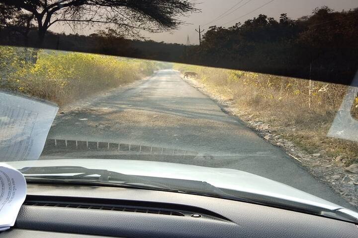 વન વિભાગે જે વિસ્તારમાંથી વાઘ પસાર થયો તે જગ્યા પર આવી નિરીક્ષણ કર્યું અને પુષ્ટી આપી છે કે આ વિસ્તારમાં વાઘ આવ્યો છે. વાઘ ક્યાંથી આવ્યો તે બાજુ પણ વન વિભાગે તપાસ શરૂ કરી છે. આ વિસ્તારના RFO રોહિત પટેલે જણાવ્યું કે, શિક્ષકે વાઘની જે તસવીર પાડી છે તે સાચી સાબિત થઈ છે. વન વિભાગને આ વિસ્તારમાંથી વાઘના વાળ અને તેના પગના નિશાન પણ જોવા મળ્યા છે. જે એફએસએલ વિભાગમાં મોકલી દેવામાં આવ્યા છે. હવે વધુ તપાસ કરવા માટે વન વિભાગ નાઈટ વિઝન કેમેરા પણ લગાવાશે. વન વિભાગની ટીમ હાલ જંગલમાં તપાસ કરી વધુ પુરાવા ભેગી કરી રહી છે.