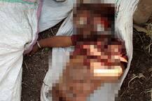 ભાવનગર: દીપડો બન્યો માનવ ભક્ષી, નેસડામાંથી બાળક ને ઉઠાવી ગયો