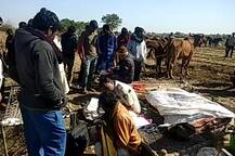 ભાવનગર: દીપડો બન્યો માનવ ભક્ષી, નેસડામાંથી બાળક ને ઉઠાવી ગયો