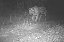 ગુજરાતમાં Tigerની પહેલી તસવીર આવી સામે, ફોરેસ્ટ અધિકારીઓએ શરૂ કર્યું સર્ચ ઓપરેશન