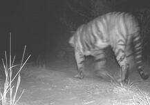 ગુજરાતમાં Tigerની પહેલી તસવીર આવી સામે, ફોરેસ્ટ અધિકારીઓએ શરૂ કર્યું સર્ચ ઓપરેશન