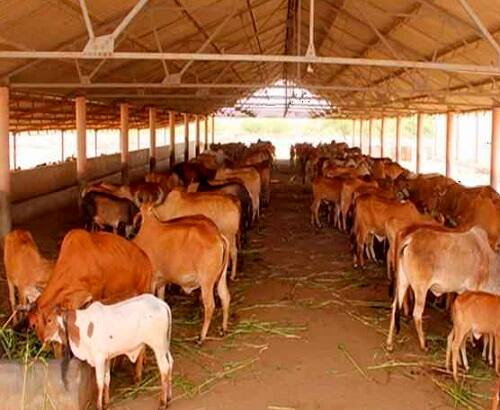 હઝરત શાહ દાદા કયામુદ્દીન ચિશ્તી ટ્રસ્ટ દ્વારા આ ગૌશાળા બનાવવાનો નિર્ણય કરવામાં આવ્યો છે. આ ટ્રસ્ટ ઉદઘાટન ઓ.પી.કોહલી દ્વારા કરવામાં આવશે. આ પ્રંસગે ટ્રસ્ટ સાથે જોડાયેલા લોકો હાજરી આપશે. 