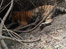 \'એક થા ટાઈગર\', લુણાવાડા પાસેથી કોહવાયેલી હાલતમાં મળ્યો વાઘનો મૃતદેહ