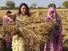 મત માટે ખેતરમાં ઘઉં કાપવા પહોંચી આ બોલિવૂડ એક્ટ્રેસ, જુઓ Pics