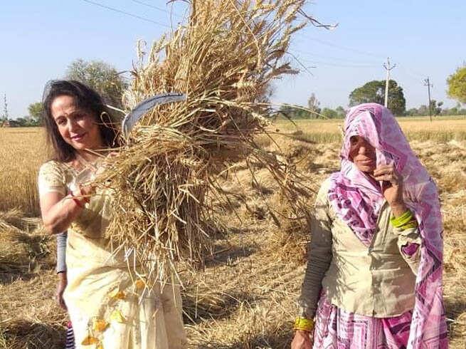 ખેતરમાં હેમા માલિની ઘઉં કાપતી નજર આવે છે એટલું જ નહીં તેણે ભારો પણ ઉપાડ્યો હતો.