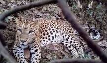 18 મહિનાના પુત્રને ઉઠાવીને ભાગતો હતો દીપડો, માતાએ જીવ બચાવવા દાવ પર લગાવ્યો ખુદનો જીવ, જાણો વિગત