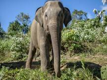 પશ્ચિમ બંગાળઃ ખુલ્લામાં શૌચ કરી રહેલા વ્યક્તિને હાથીએ આપી ‘સજા’, જાણો વિગત