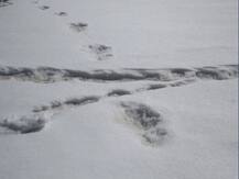 \'ભારતીય સેનાએ પહાડો પર જે પગના નિશાનો જોયા તે \'યેતી\'ના નથી, જંગલી રિંછના છે\', નેપાલી અધિકારીઓએ કર્યો દાવો