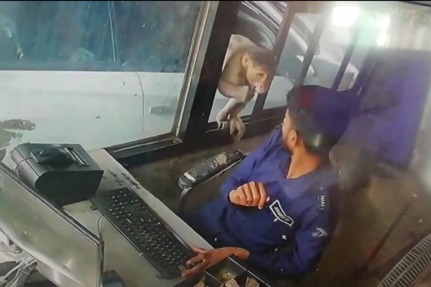 વાયરલ થઈ રહ્યો છો લુટારું વાંદરાનો આ વીડિયો, ટોલ બુથમાં ઘુસી કરી ચોરી, જુઓ Video monkey caught during robbery in toll plaza kanpur dehat વાયરલ થઈ રહ્યો છો લુટારું વાંદરાનો આ વીડિયો, ટોલ બુથમાં ઘુસી કરી ચોરી, જુઓ Video