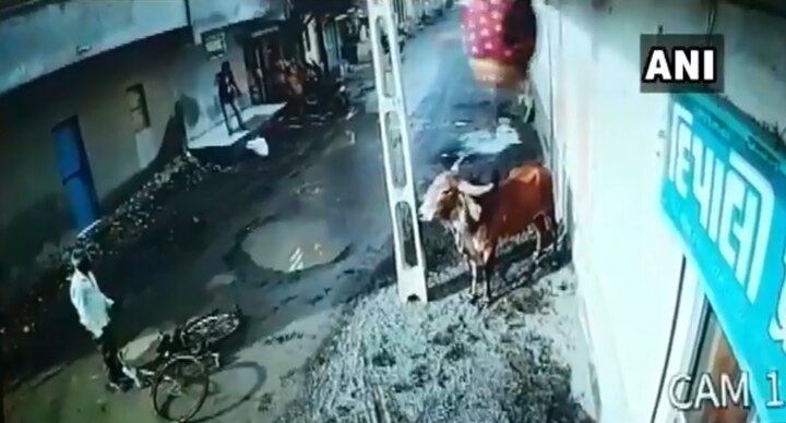 video gujarat two people injured after being attacked by a bull near rajkot રાજકોટઃ આખલાનો આતંક, બે રાહદારીઓને અડફેટે લીધા, જુઓ Video