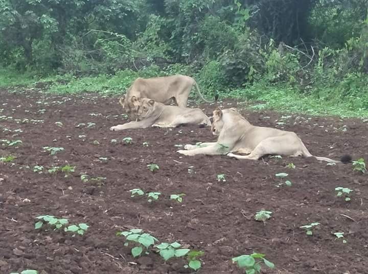 Central govt allocates Rs 23 crore for lions in past three years કેન્દ્ર સરકારે ત્રણ વર્ષમાં સિંહોના સંવર્ધન માટે કેટલા રૂપિયા ફાળવ્યા, જાણો વિગત