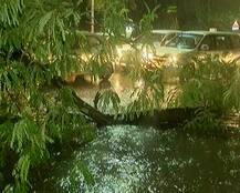 અમદાવાદમાં નજીવા વરસાદથી કેટલા ઝાડ પડી ગયા ? આંકડો જાણીને હચમચી જશો