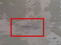 વડોદરાવાસીઓ પાણીમાં ઉતરતાં પહેલા સાવધાન! રસ્તાઓ પર ખુલ્લેઆમ ફરી રહ્યા મગર