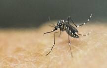 અમદાવાદ: મનપાના હેલ્થ વિભાગે મચ્છરોનો ઉપદ્રવ હોય તેવા કેટલા એકમો કર્યા સીલ? કેટલા લાખ વસૂલ્યો દંડ, જાણો વિગત