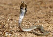 વડોદરાઃ પારસનાથ એક્સપ્રેસના કોચમાં નીકળ્યો સાપ ને પછી.........