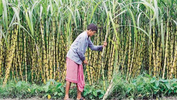 Union Cabinet has approved Sugar export policy farmers subsidy મોદી સરકારની શેરડી પકવતા ખેડૂતોને ભેટ, શેરડીના નિકાસ પર આપશે સબ્સિડી
