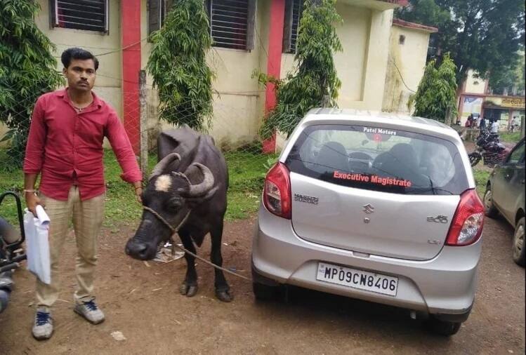 madhya pradesh buffalo bribe poor farmer vidisha sdm આધિકારીએ માગી 25 હજારની લાંચ તો આ વ્યક્તિએ તેની કાર સાથે પોતાની ભેંસ બાંધી દીધી અને પછી....