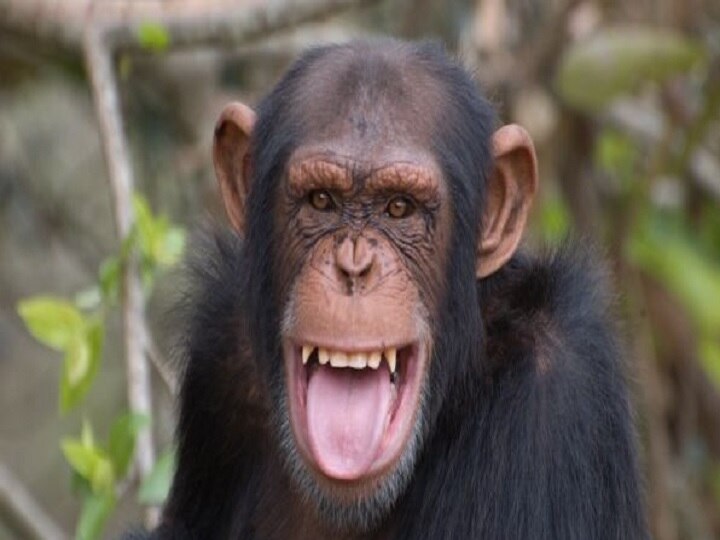 ED seized three chimpanzee and four south american monkeys in kolkata મની લૉન્ડ્રિંગનો અનોખો કેસ, EDએ જપ્ત કર્યા ચિમ્પાંઝી અને વિશેષ અમેરિકી વાનરો, જાણો વિગત