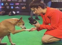 IIFA AWARDS 2019: એન્કરે લીધુ કુતરાનું ઈન્ટરવ્યૂ, વીડિયો થયો વાયરલ
