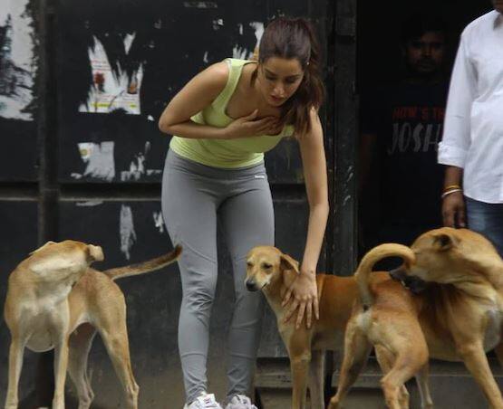 તેની આસપાસ આટલા કૂતરાને જોઈ એક ક્ષણ માટે શ્રદ્ધા ગભરાઈ ગઈ હતી. જોકે, બાદમાં તેણે કૂતરાને પ્રેમથી હટાવ્યા હતા.