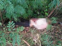 અમરેલીઃ ધારીના મોણવેલમાં દીપડાએ સાળા-બનેવીને ફાડી ખાધા, ગામલોકોમાં ભયનો માહોલ