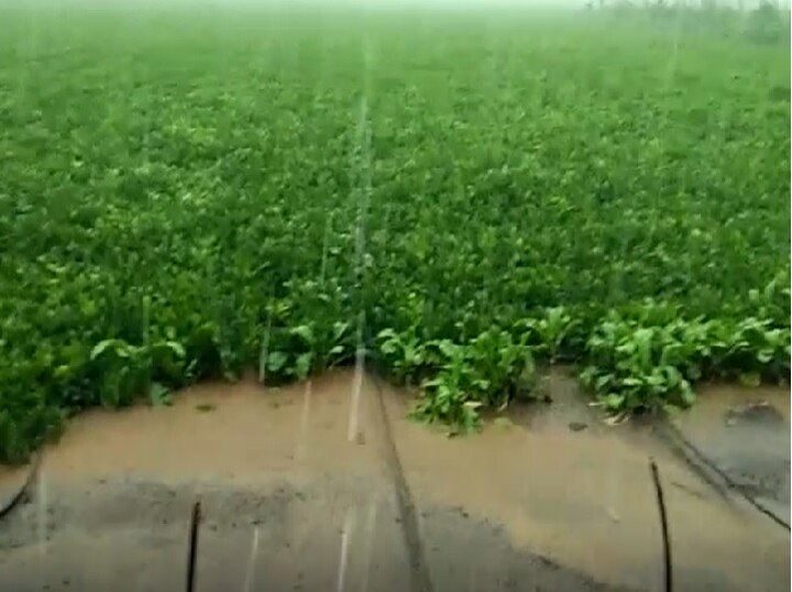 Amreli Rain in rural area of Savarkundla farmers worried અમરેલીઃ સાવરકુંડલાના ગ્રામ્ય વિસ્તારોમાં ધોધમાર વરસાદ, ખેડૂતોમાં ચિંતા