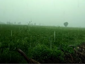 અમરેલીઃ સાવરકુંડલાના ગ્રામ્ય વિસ્તારોમાં ધોધમાર વરસાદ, ખેડૂતોમાં ચિંતા