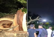 મુંબઈ: આરે કોલોનીમાં મેટ્રો સાઈટ પર વૃક્ષો બચાવવા લોકોનું વિરોધ પ્રદર્શન