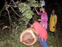 સુપ્રીમ કોર્ટનો મોટુ ડિસીઝન, મુંબઇની આરે કૉલોનીમાં વૃક્ષોની કાપણી પર રોક લગાવી