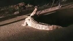 વડોદરા નેશનલ હાઈવે પર આવી ગયો 9 ફૂટ લાંબો મગર, પછી શું થયું? જાણો વિગત