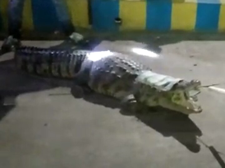 Crocodile arrived at Petrol pump of Vadodara high way  વડોદરા હાઈવે પાસેના પેટ્રોલપંપ પર આવી ચડ્યો મહાકાય મગર, જોઇને લોકોના શું થયા હાલ?