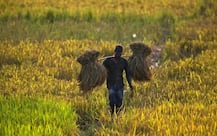 મોદી સરકારે ખેડૂતોને આપી મોટી દિવાળી ભેટ! રવી પાકના ટેકાના ભાવમાં કર્યો વધારો, જાણો કેટલો ફાયદો થશે