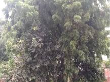 ગુજરાતમાં કઈ કઈ જગ્યાએ પડ્યો કમોસમી વરસાદ, જાણો વિગત