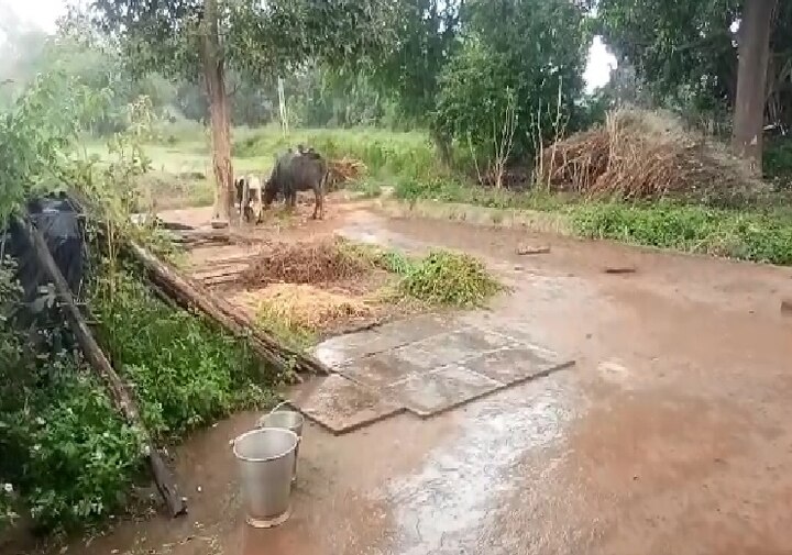 Dahod weather change unseasonal rain in rural area દાહોદના વાતાવરણમાં આવ્યો પલટો, કમોસમી વરસાદથી ધરતીપુત્રોની વધી ચિંતા