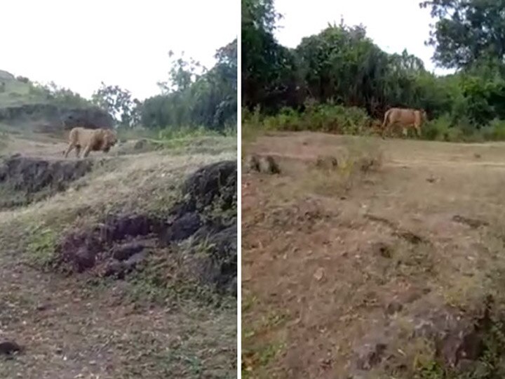 Two lions enter in Chotila at Surendranagar district for first time ગુજરાતની આ જગ્યાએ પહેલીવાર જોવા મળ્યો સિંહ? વનવિભાગે જાહેરાત બાદ શું સૂચના આપી? જાણો વિગત