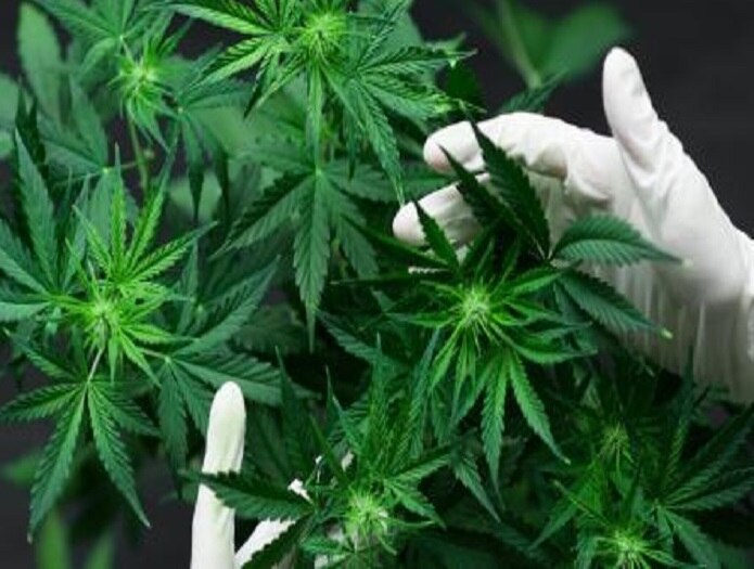 madhya pradesh government will be legalize cannabis farming દેશનું આ રાજ્ય ગાંજાની ખેતીને કરશે કાયદેસર, કેન્સરની દવા બનાવવામાં થશે ઉપયોગી