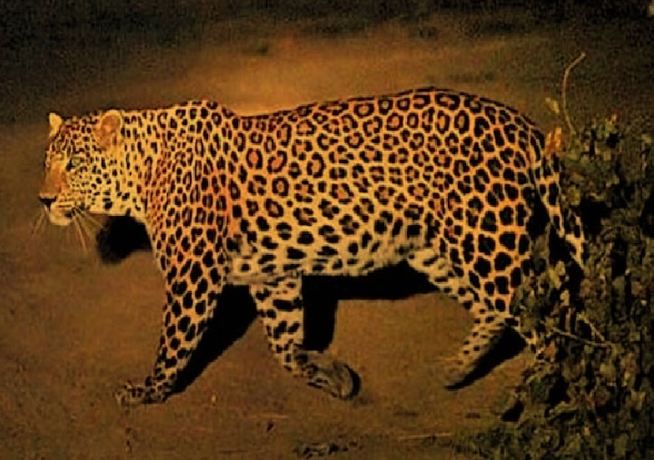 Mega action plan to caught man eater leopard in Amreli અમરેલી : માનવભક્ષી દીપડાને ઝડપી પાડવા બનાવ્યો મેગા એકશન પ્લાન, જાણો વિગતે