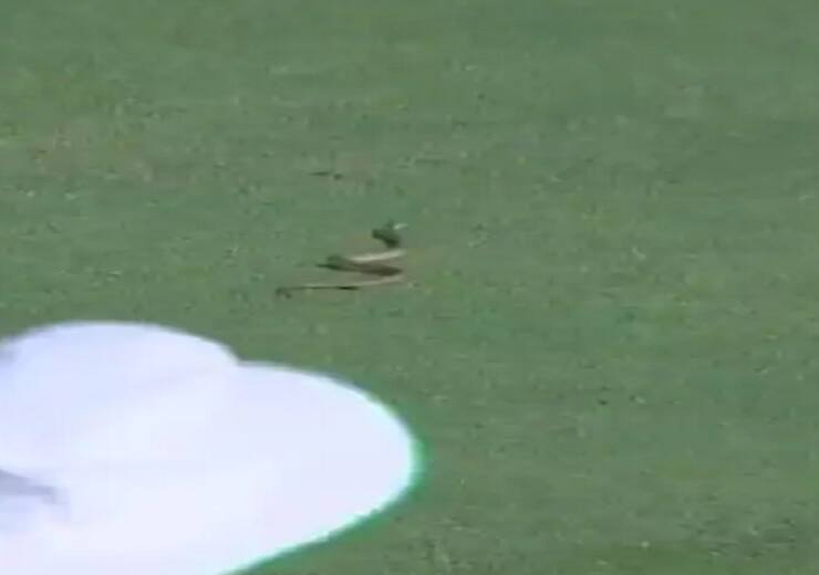 રણજી ટ્રોફીઃ મેચ ચાલુ હતી અને મેદાન પર નીકળ્યો સાપ ને પછી..... Ranji Trophy: Snake on the field and delay the start of the match of andha and vidarba રણજી ટ્રોફીઃ મેચ ચાલુ હતી અને મેદાન પર નીકળ્યો સાપ ને પછી.....