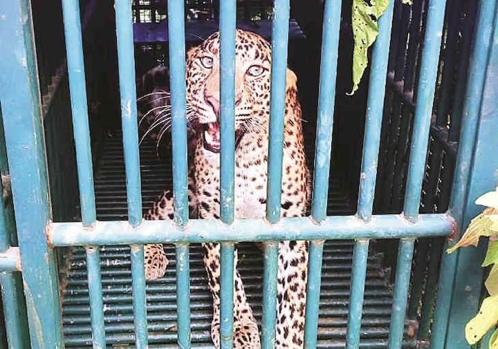 Know how many leopard caught in cage in Junagarh and Amreli in last two years જૂનાગઢ અને અમરેલીમાં બે વર્ષમાં કેટલા દીપડા પકડાયા, કેટલા લોકોના થયાં મોત ? જાણો વિગત