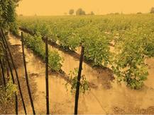 ગુજરાતમાં કૃષિ નુકસાન સહાય માટે SDRFમાંથી કયા જિલ્લાને કેટલી રકમ ફાળવવામાં આવી ? જુઓ લિસ્ટ