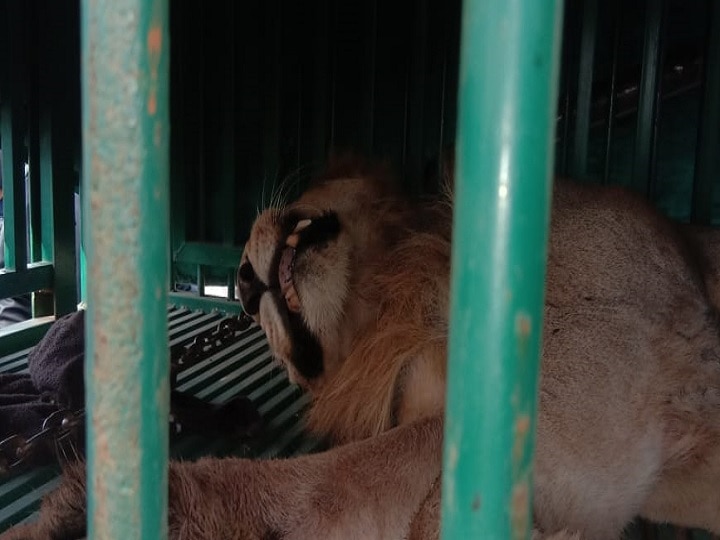Amreli men eater lion caught in cage at dhabhali jeera village અમરેલીઃ ધારીના ડાભાળી જીરામાં મજૂરને ફાડી ખાનારો સિંહ પૂરાયો પાંજરે, જાણો વિગતે